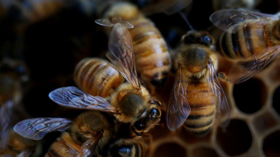 bee-image - Digital Human Library